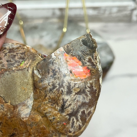 Dendritic Ammonite Pair - Picture 3 of 8